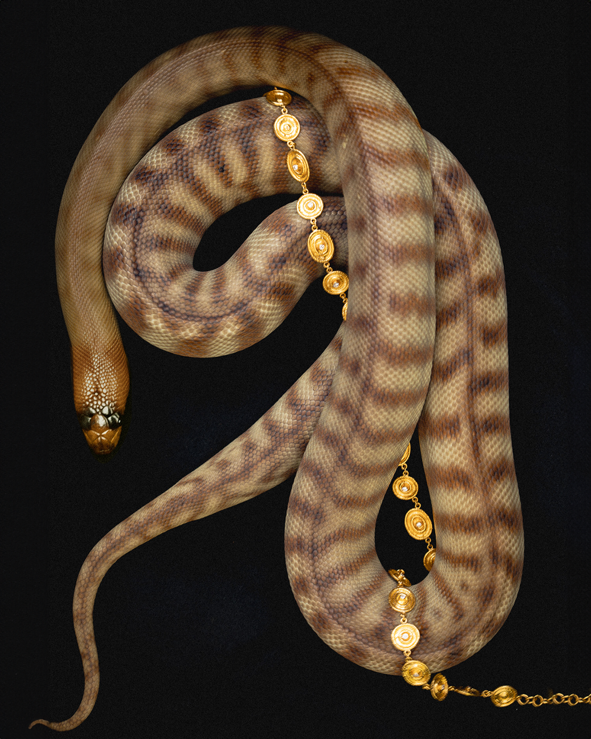 Temple of the Sun Reign Chain Diamond Solid Gold