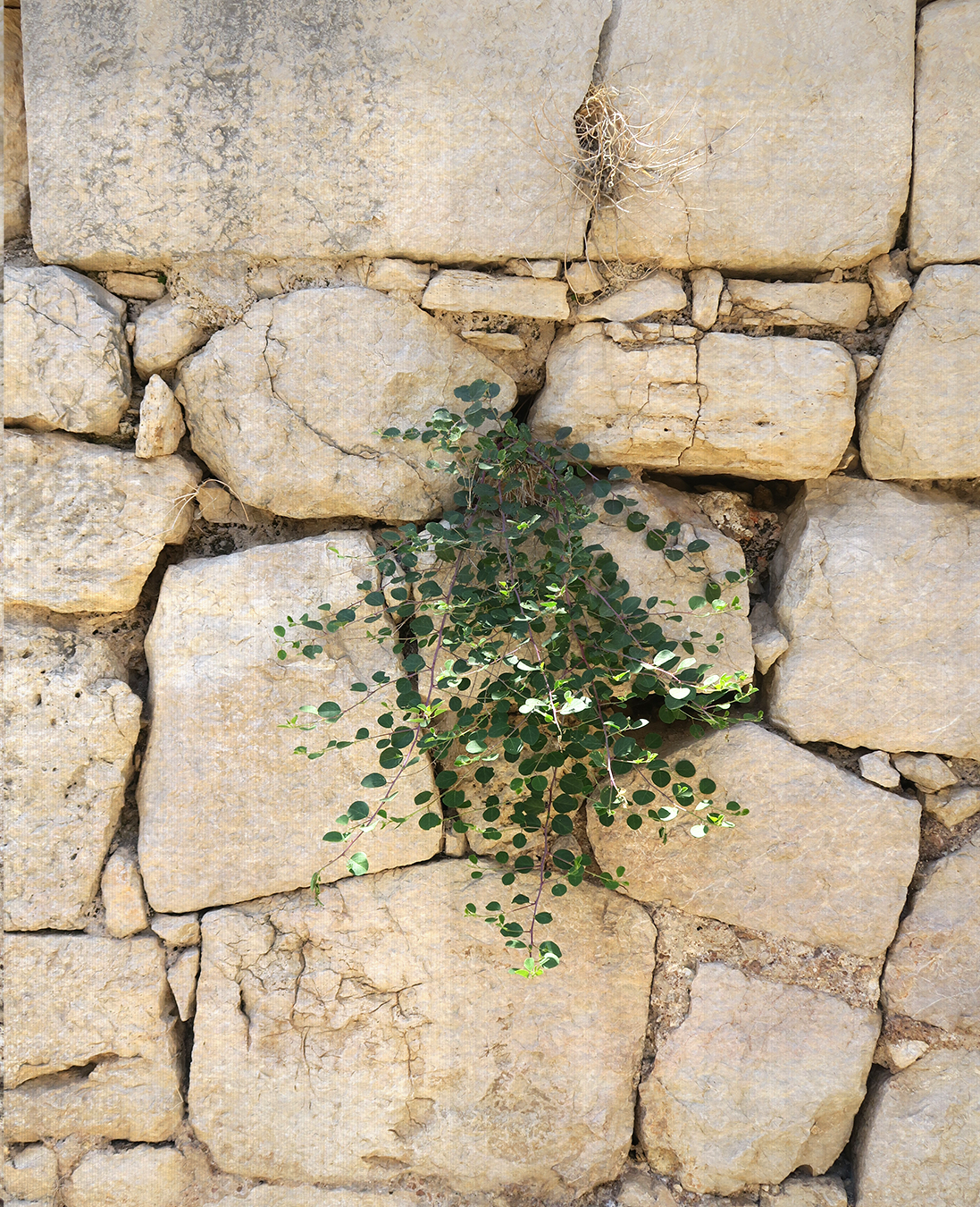 Green plant growing in a crack of a stone wall